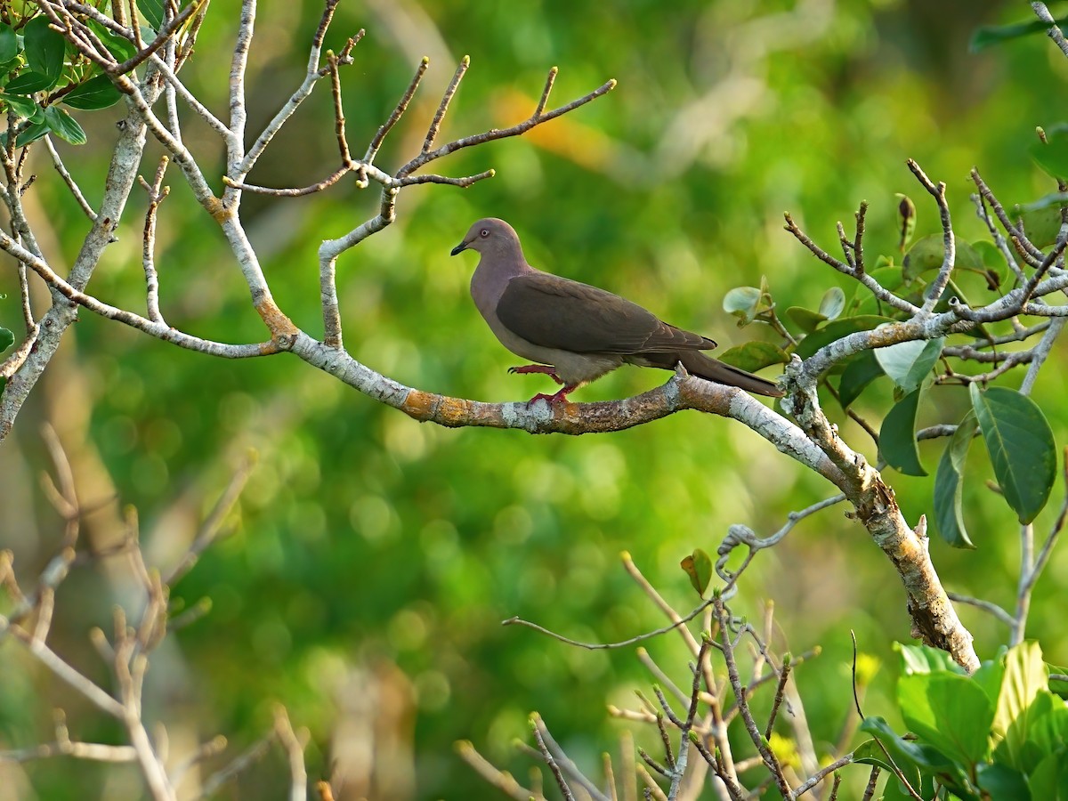 Plumbeous Pigeon - ML625231238