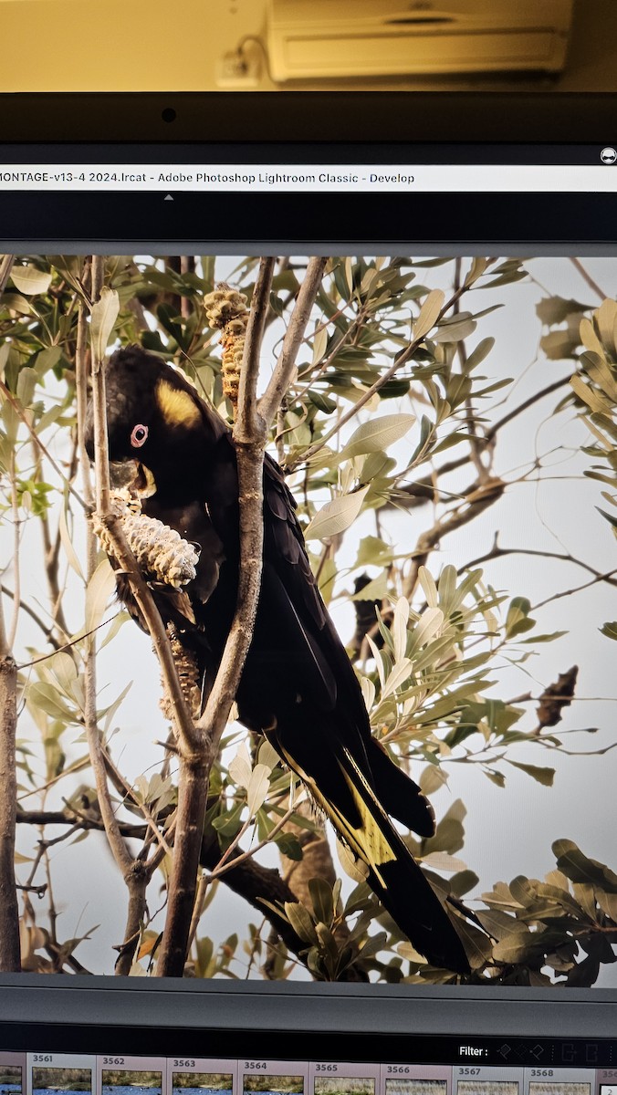 Yellow-tailed Black-Cockatoo - ML625231280