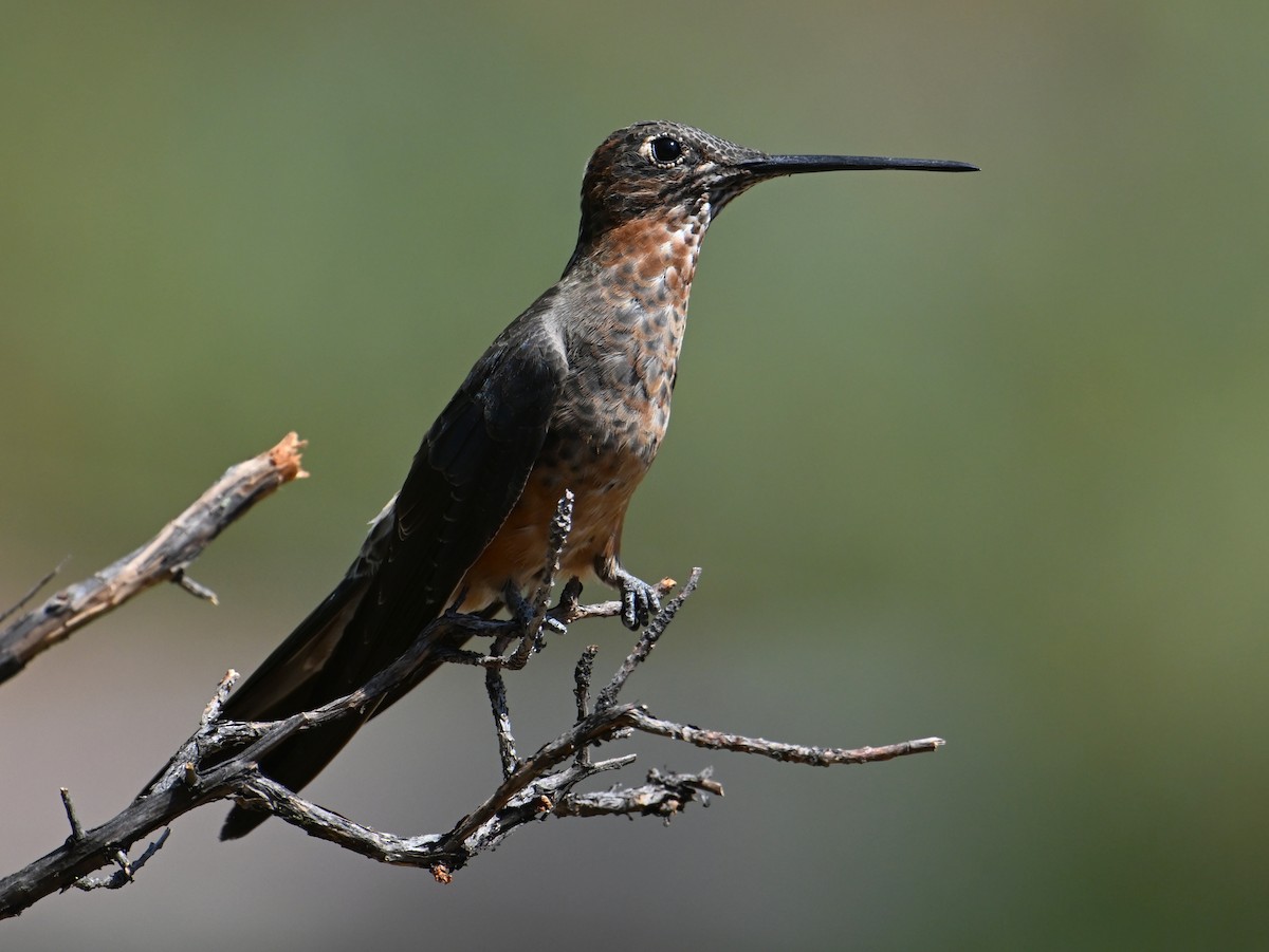 Colibri géant - ML625231344