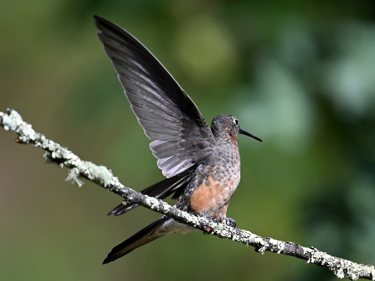 Giant Hummingbird - jerald britten