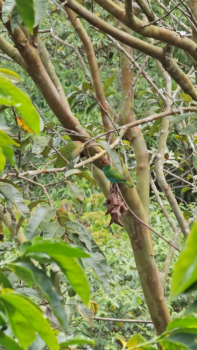 Bay-headed Tanager (Bay-and-blue) - ML625231828