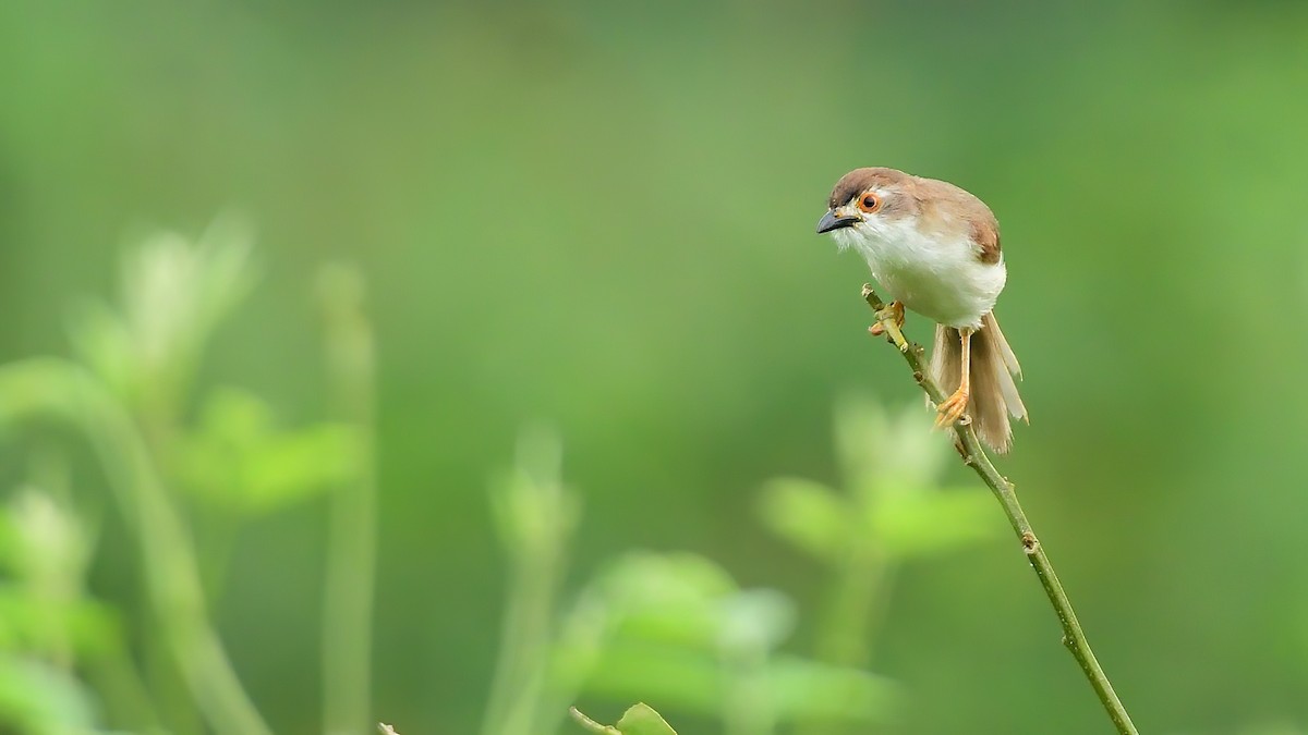 Yellow-eyed Babbler - ML625231882