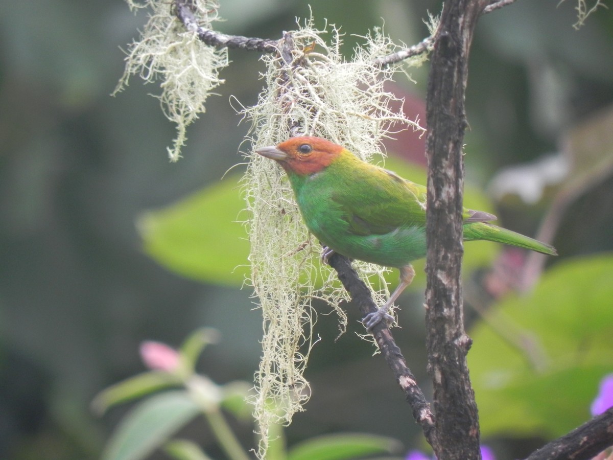 Bay-headed Tanager - ML625232113