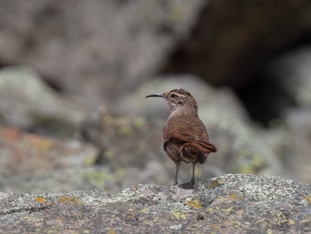 Striated Earthcreeper - ML625232154