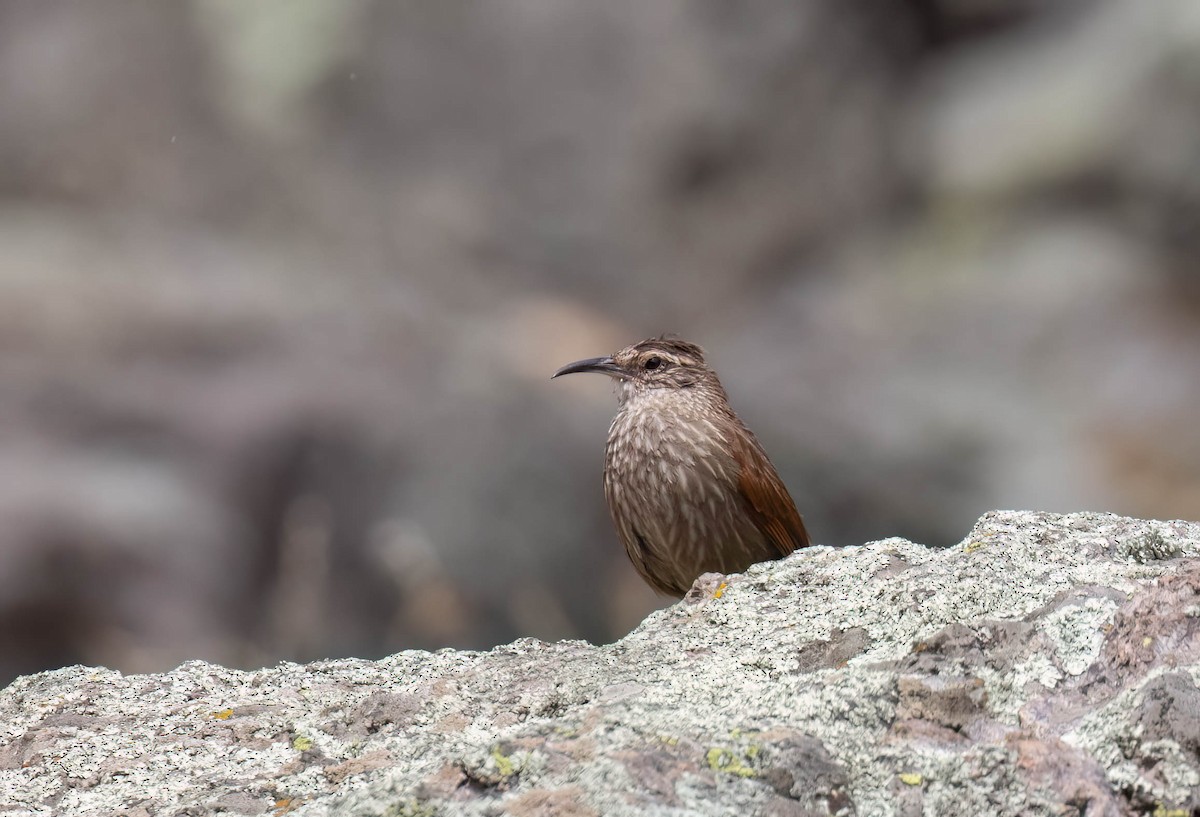 Striated Earthcreeper - ML625232155