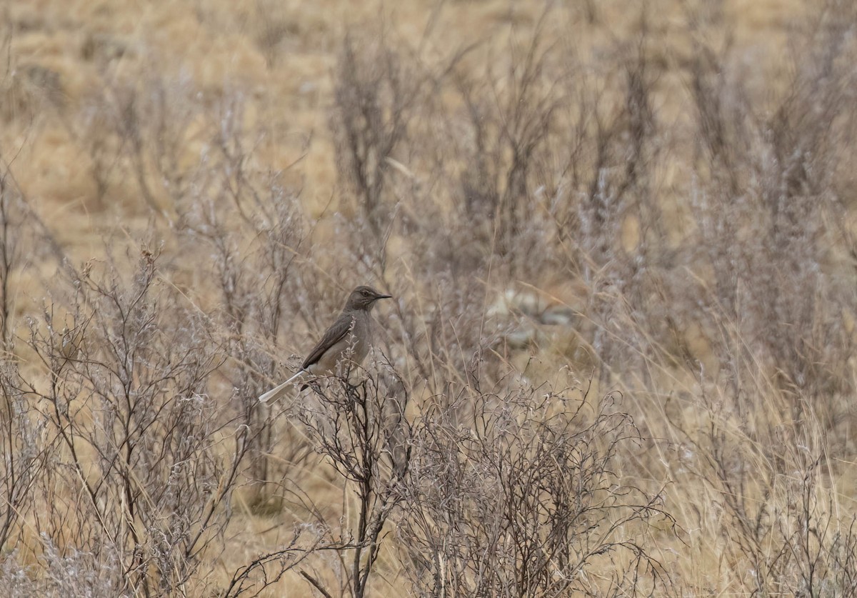 Black-billed Shrike-Tyrant - ML625232170