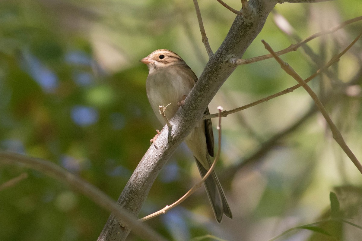 Clay-colored Sparrow - Johnny Bovee