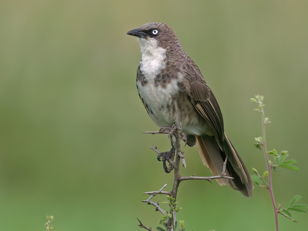 Northern Pied-Babbler