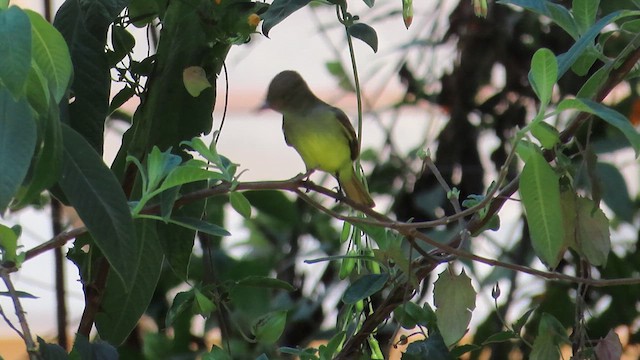 Great Crested Flycatcher - ML625232330