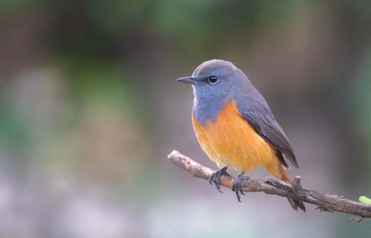 Little Rock-Thrush - ML625232337