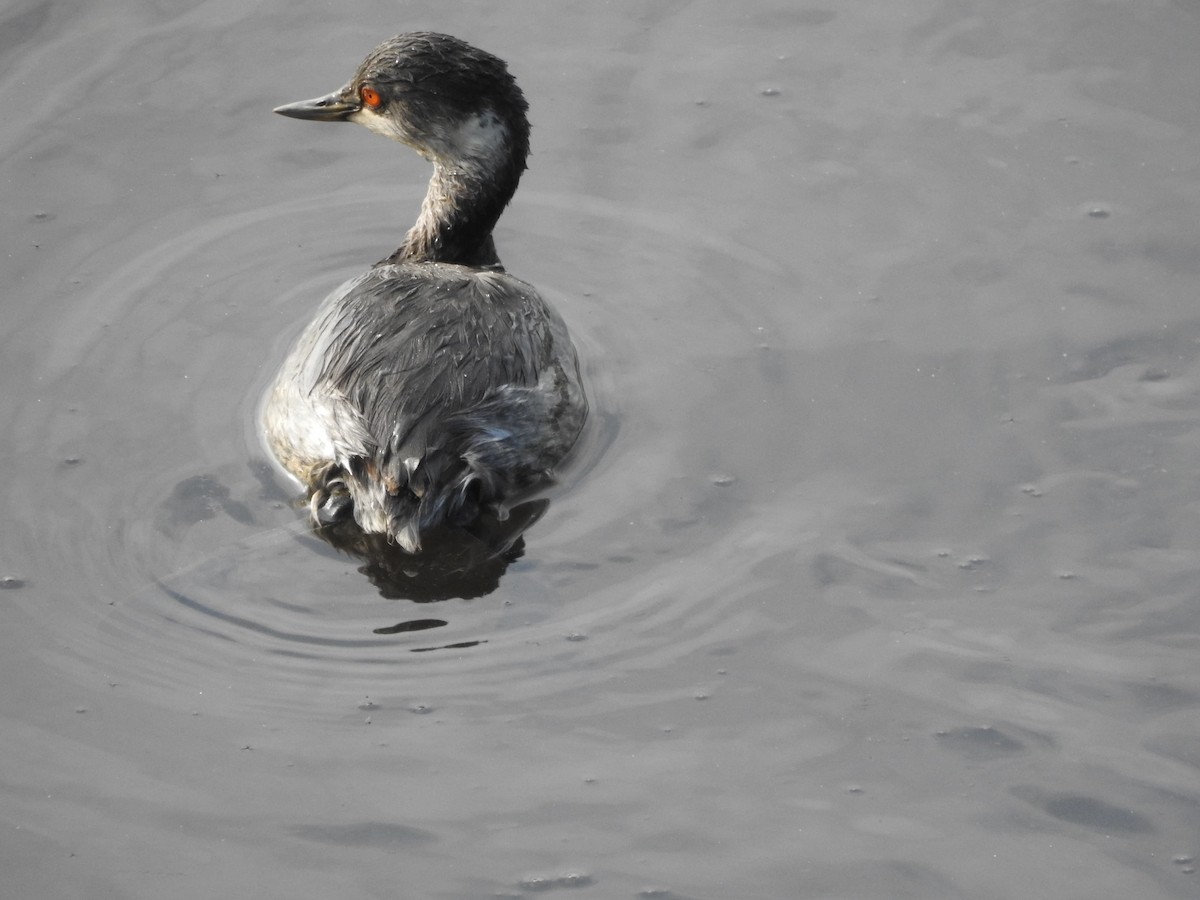 Eared Grebe - ML625232430