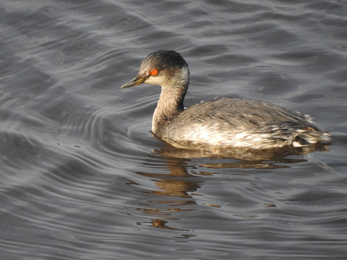 Eared Grebe - ML625232431