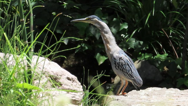 Mangrovereiher (striata) - ML625232576