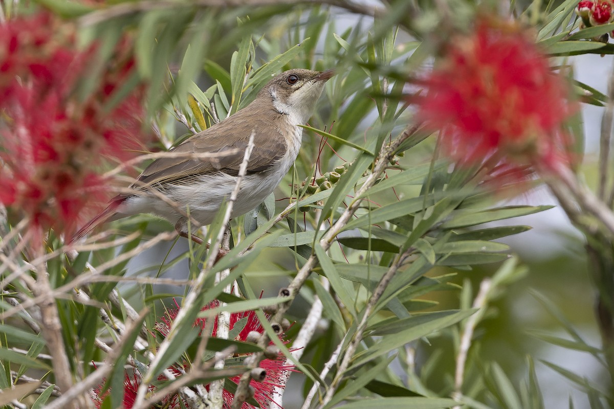 Brown-backed Honeyeater - ML625232628