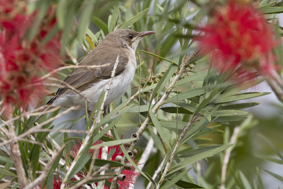 Brown-backed Honeyeater - ML625232629