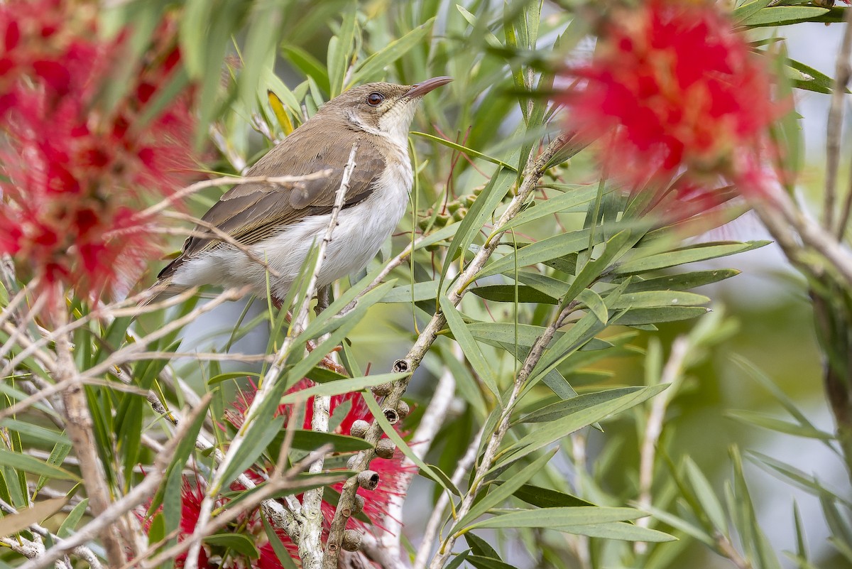 Brown-backed Honeyeater - ML625232630