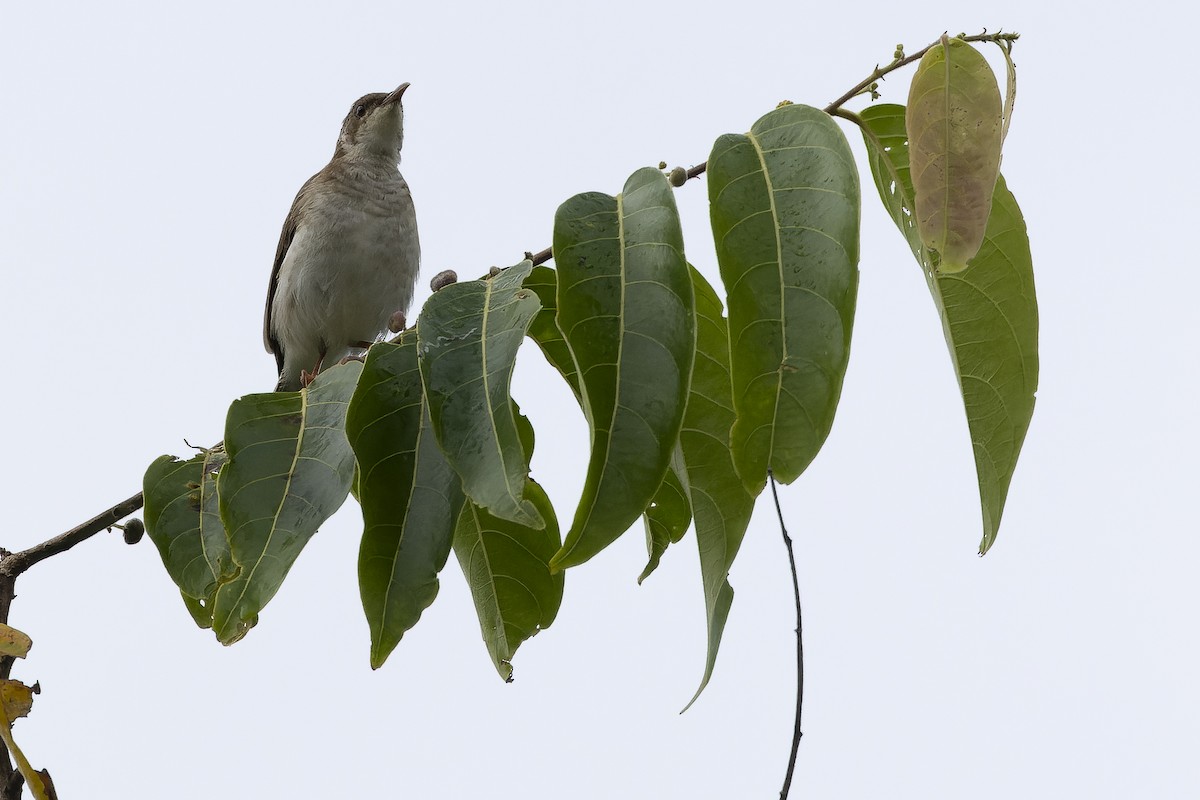 Brown-backed Honeyeater - ML625232676