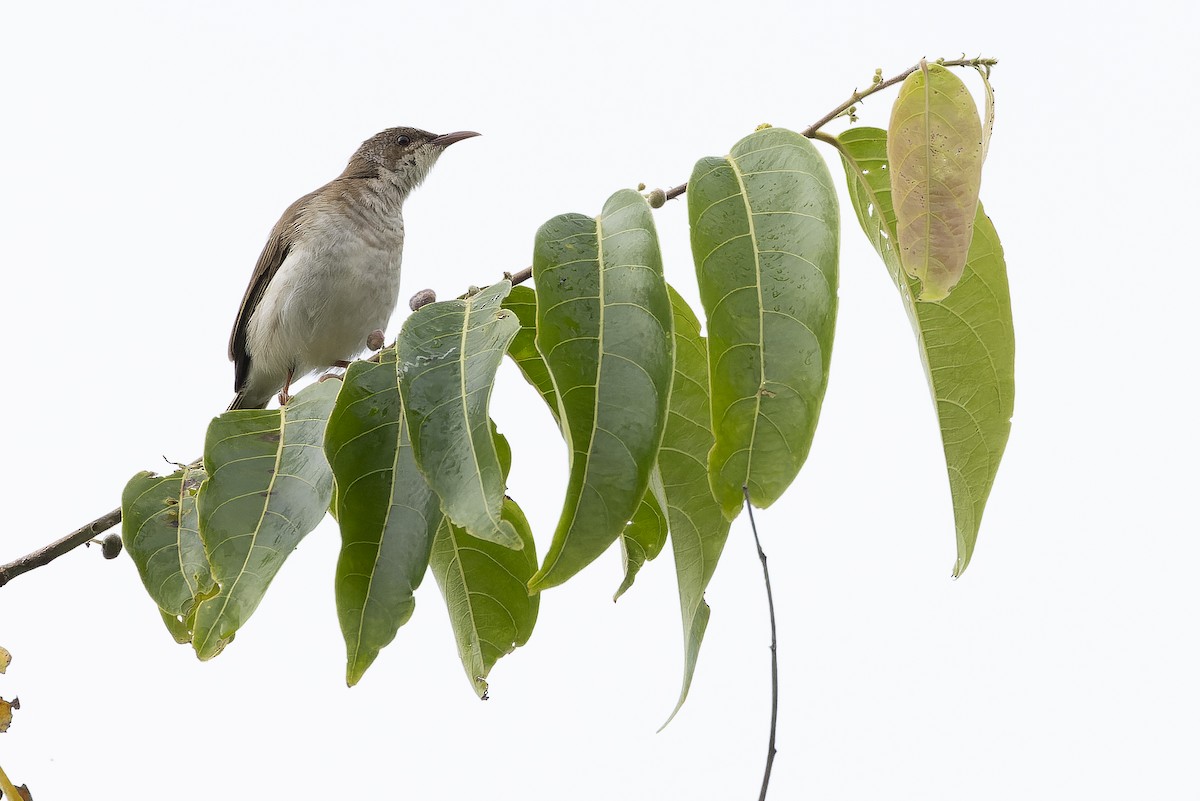 Brown-backed Honeyeater - ML625232677