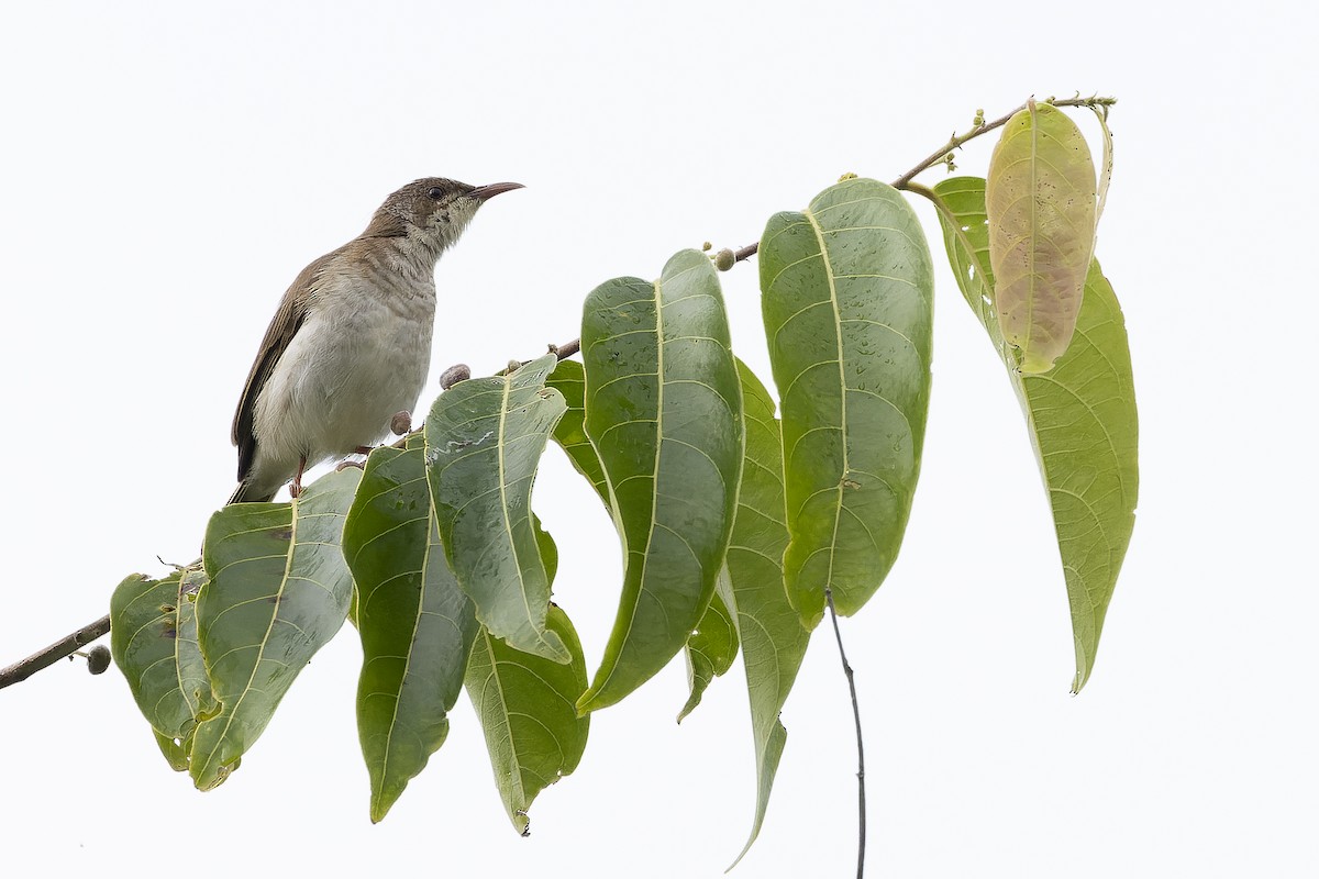 Brown-backed Honeyeater - ML625232678