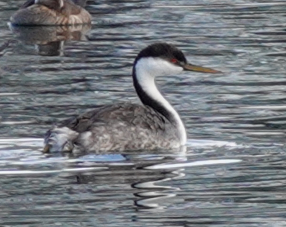 Western Grebe - ML625232834