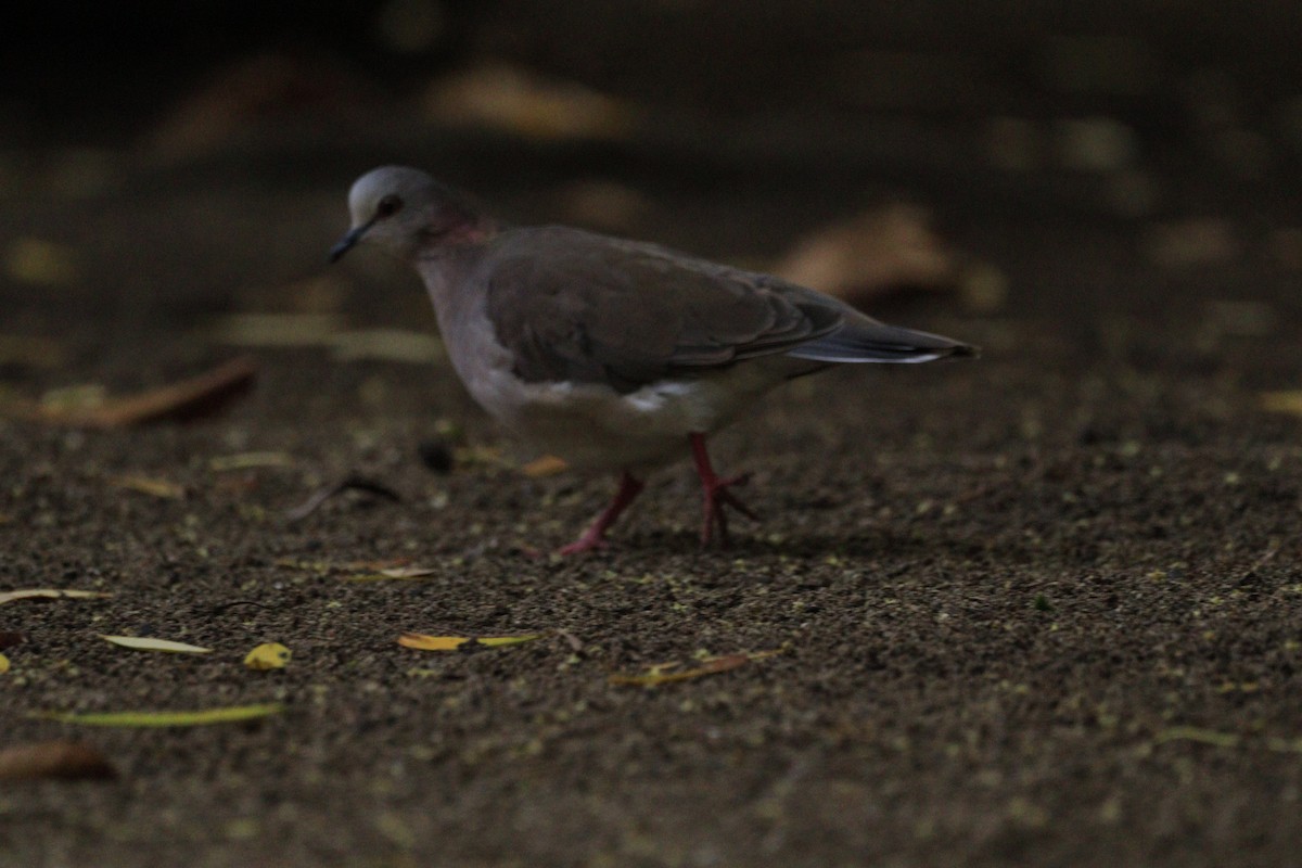 Caribbean Dove - ML625232836