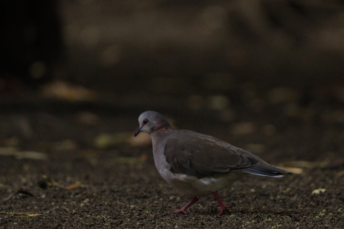 Caribbean Dove - ML625232837