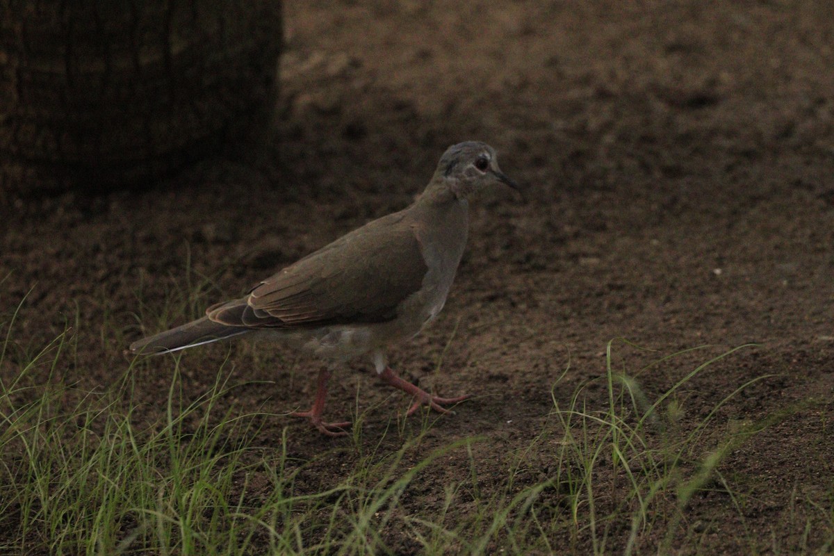 Caribbean Dove - ML625232838