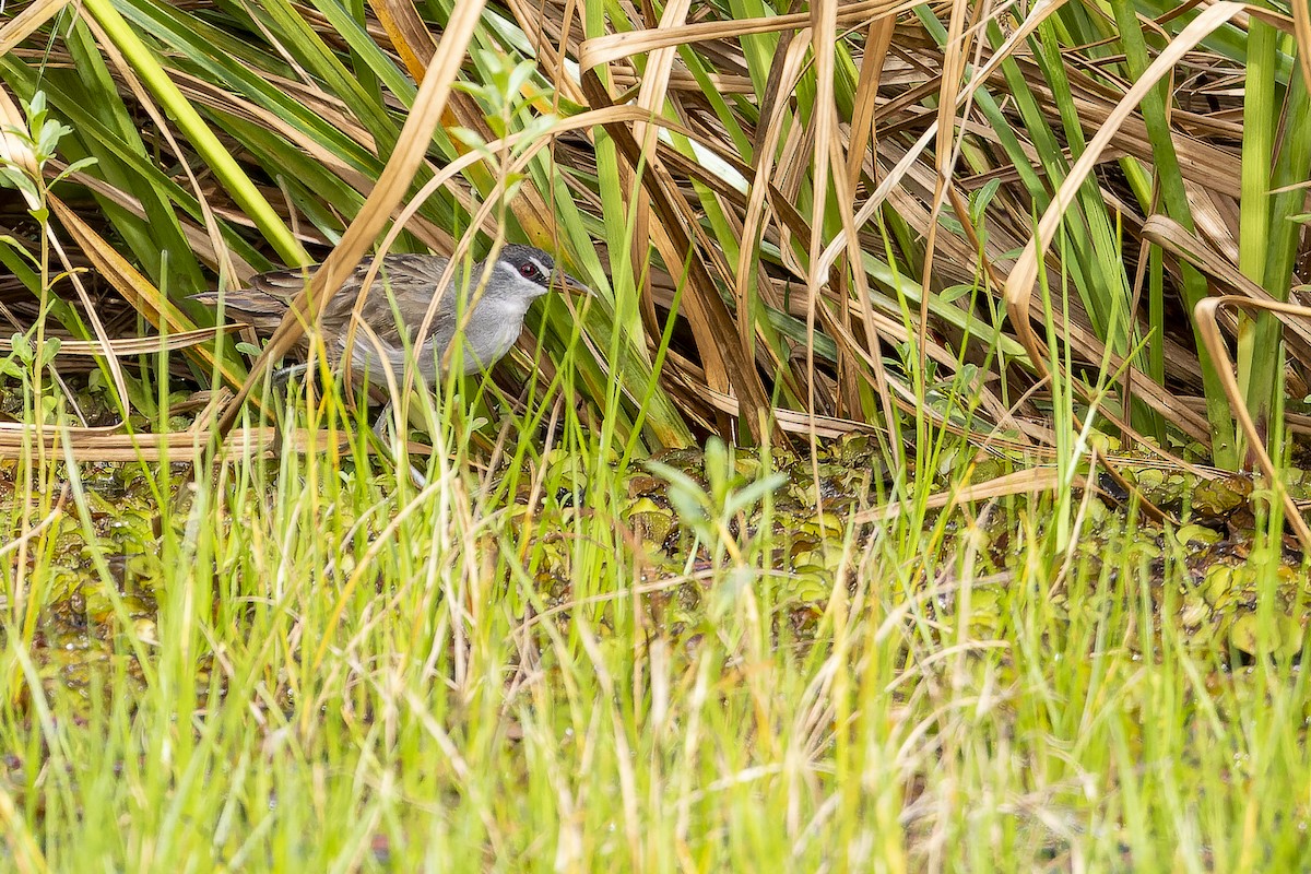 White-browed Crake - ML625232839