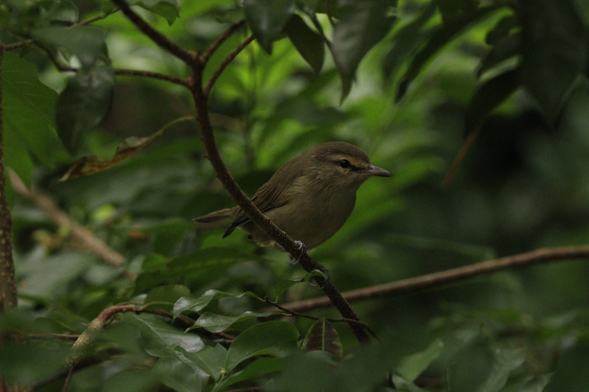 Yucatan Vireo - ML625232875
