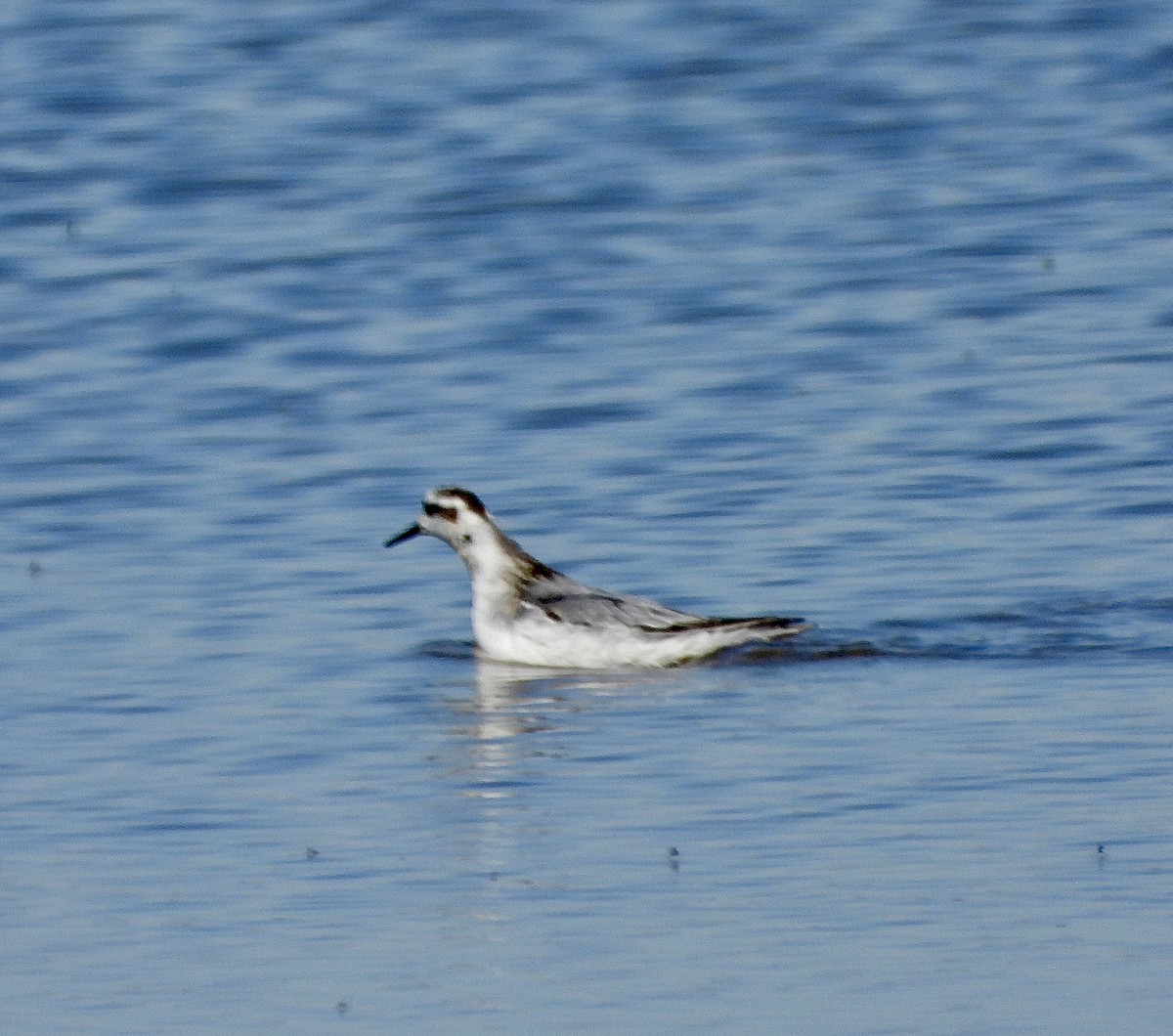 Red Phalarope - ML625233061