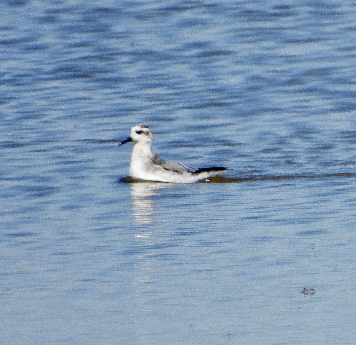 Red Phalarope - ML625233062