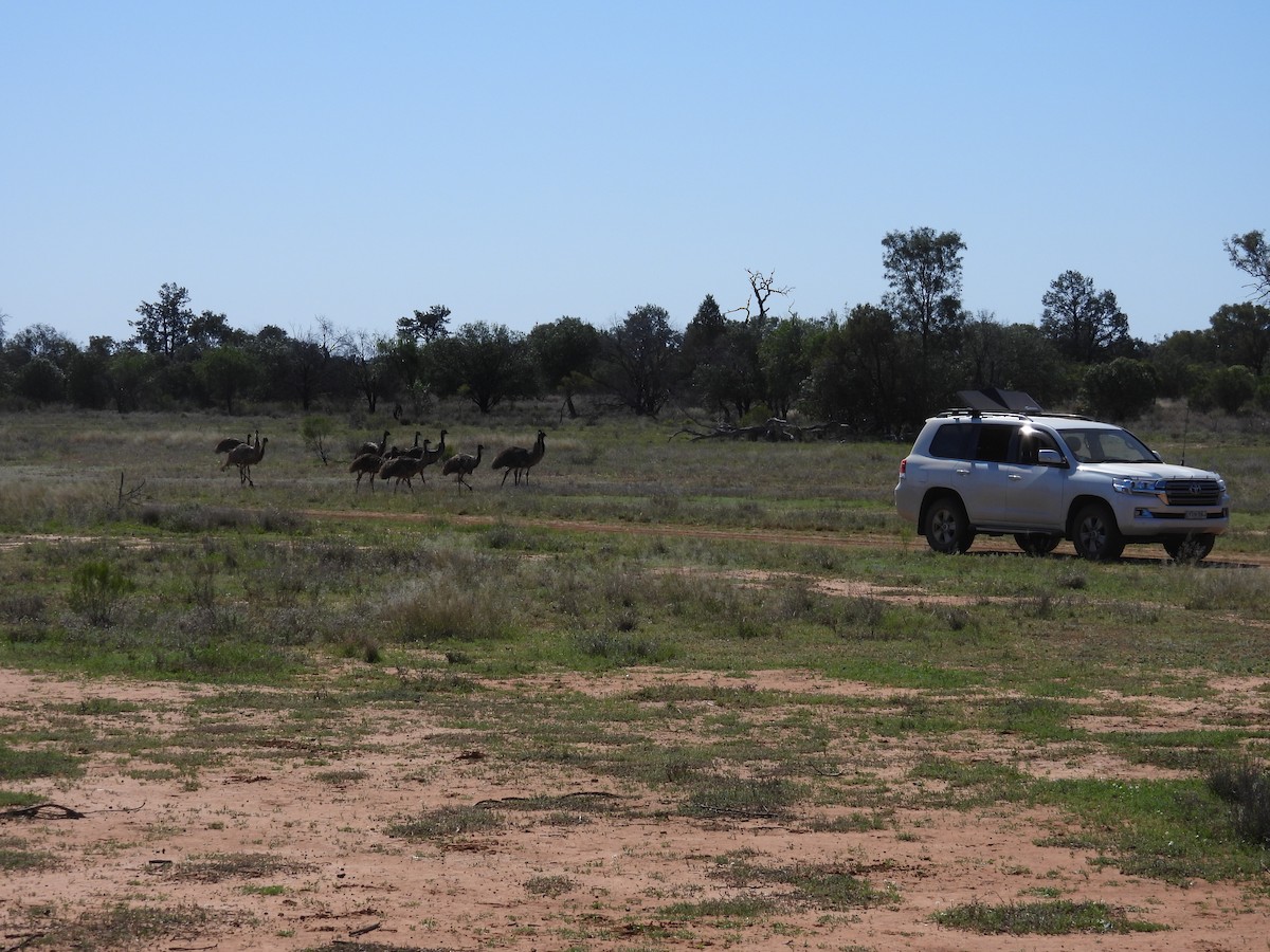 Émeu d'Australie - ML625233103