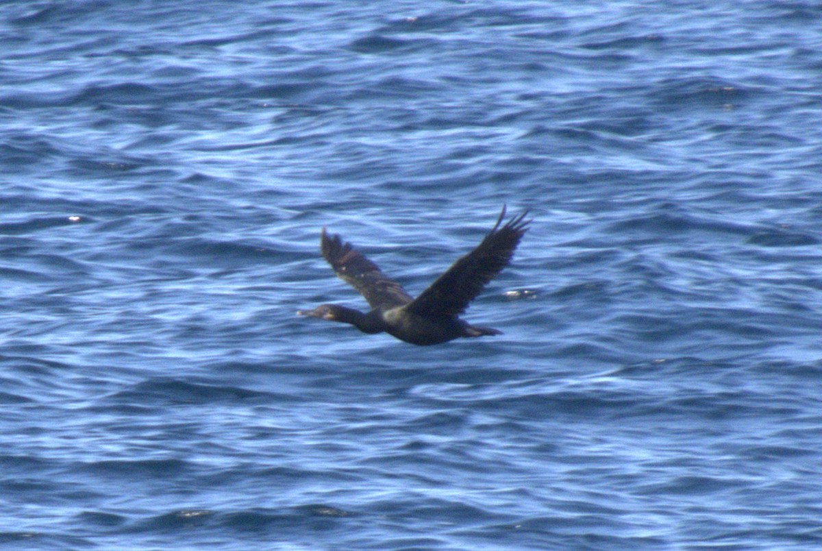Pelagic Cormorant - ML625233134