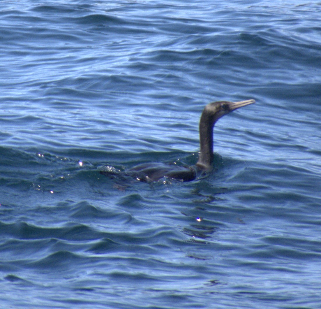 Pelagic Cormorant - ML625233135