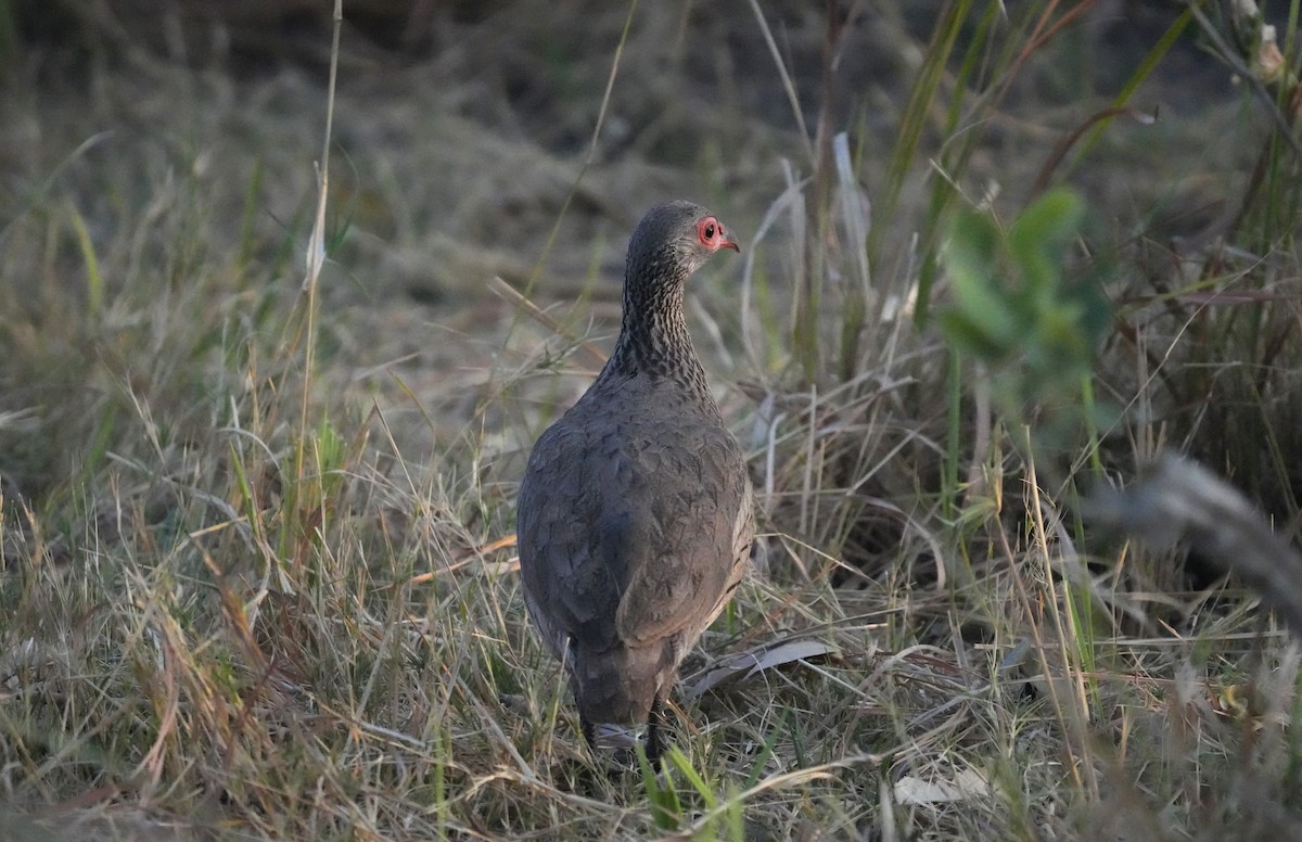 Swainson's Spurfowl - Bryan Shirley