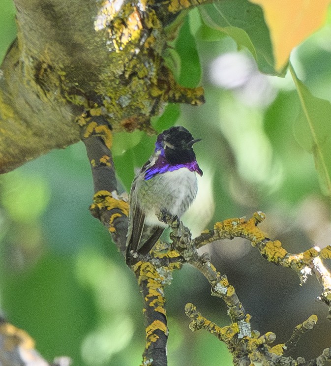 Costa's Hummingbird - ML625233238