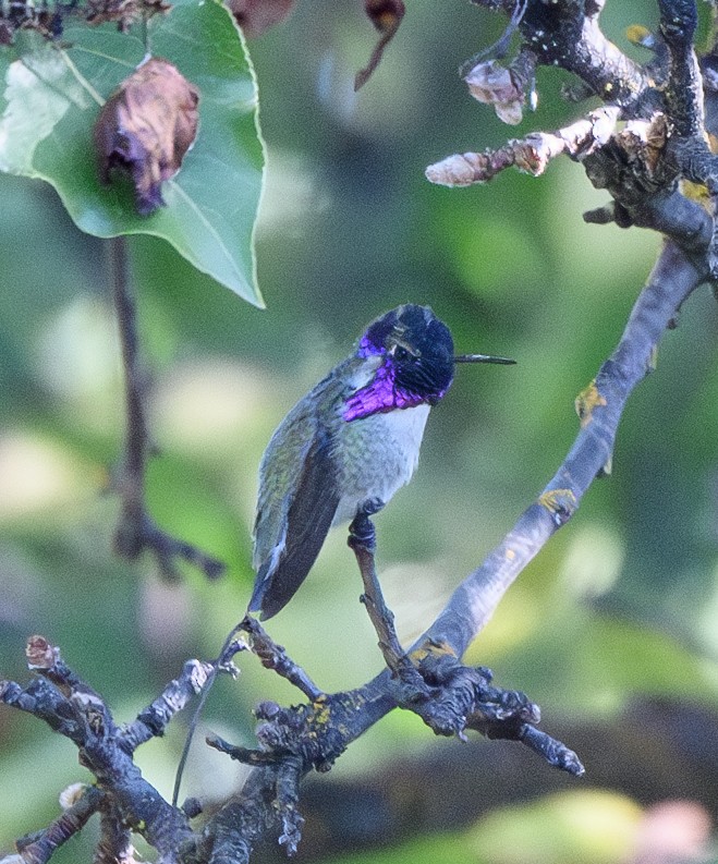 Costa's Hummingbird - ML625233239