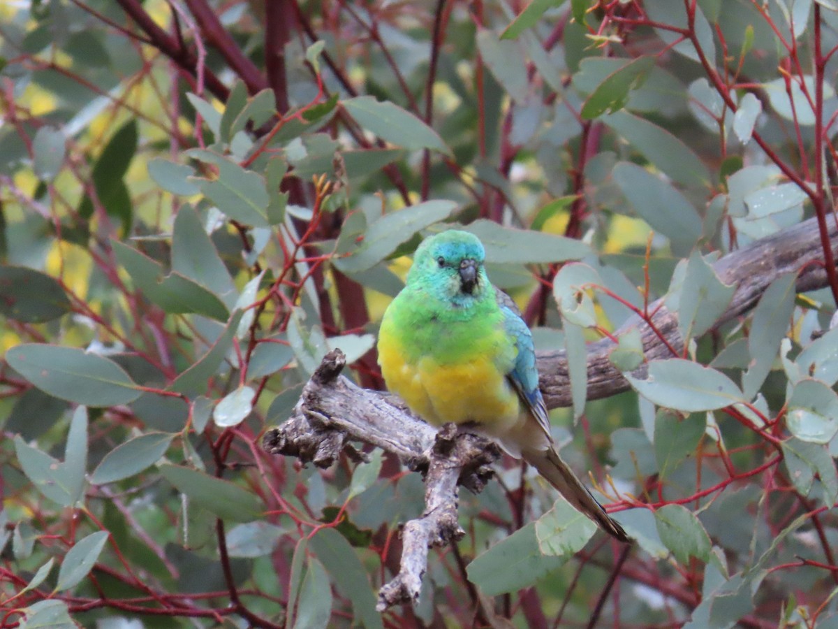 Red-rumped Parrot - ML625233249