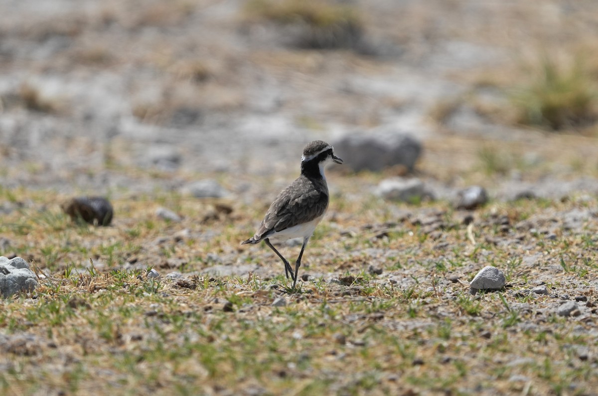 Kittlitz's Plover - ML625233348