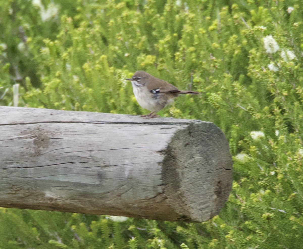 Spotted Scrubwren - ML625233349