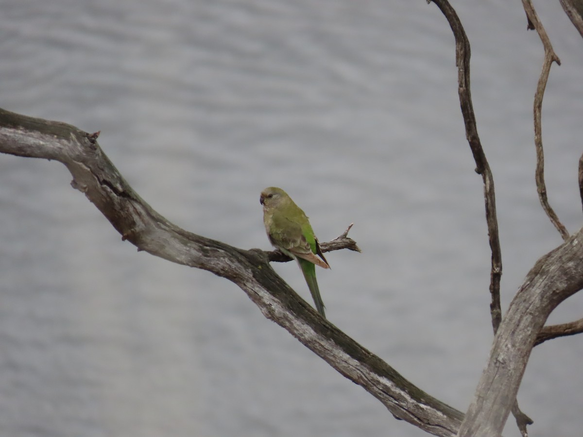 Red-rumped Parrot - ML625233358