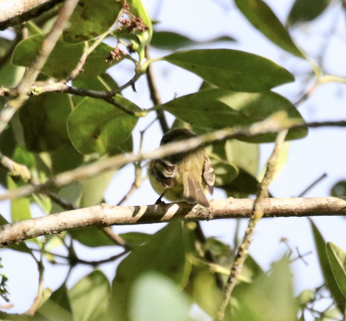 Brown-capped Vireo - ML625233432