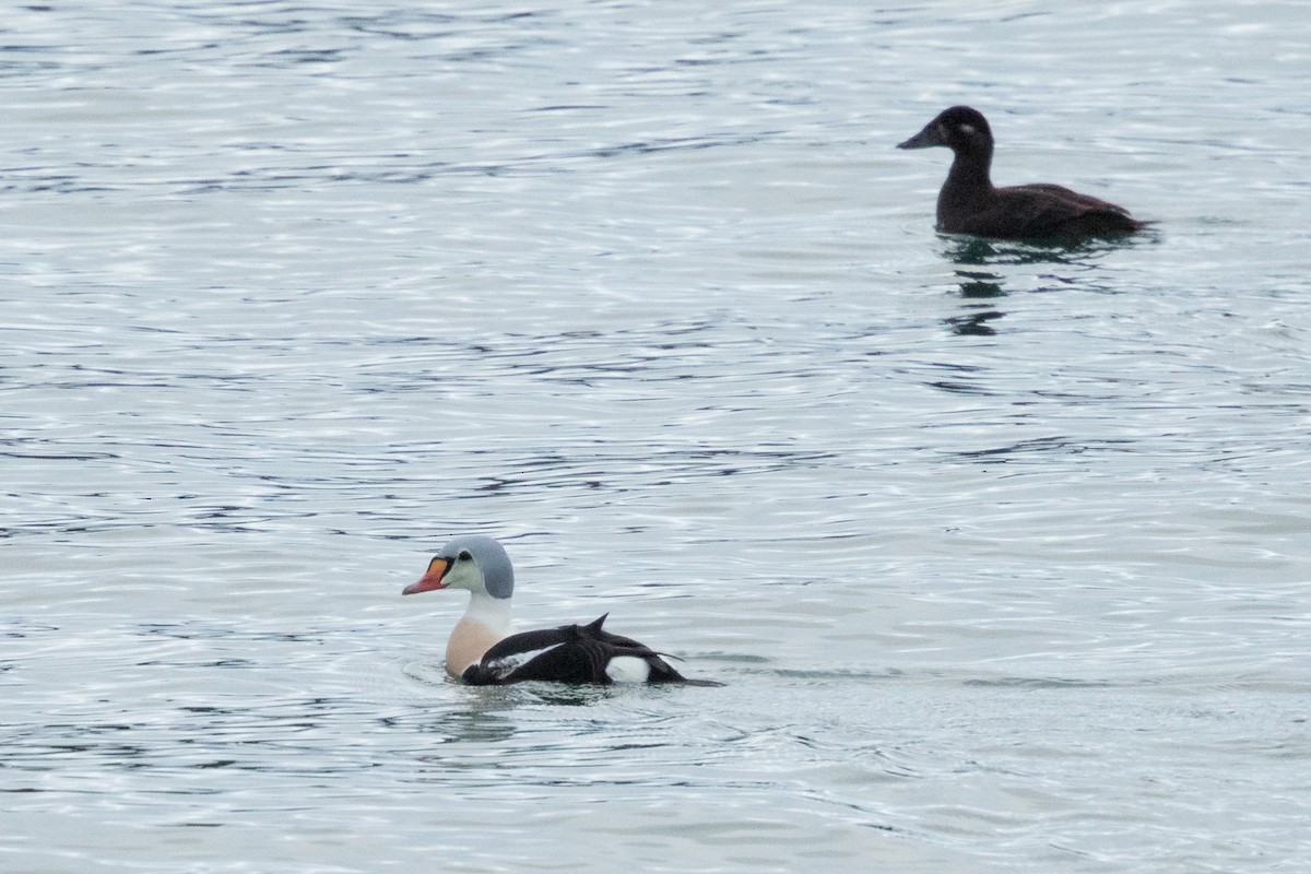 King Eider - ML625233589
