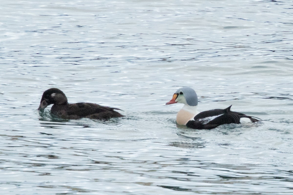 King Eider - ML625233590