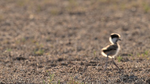 Red-wattled Lapwing - ML625233635