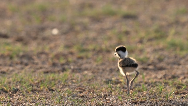 Red-wattled Lapwing - ML625233707