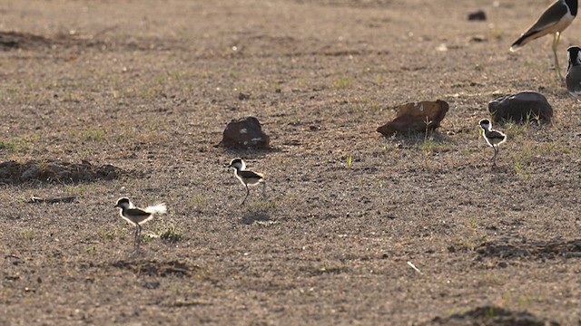 Red-wattled Lapwing - ML625233744