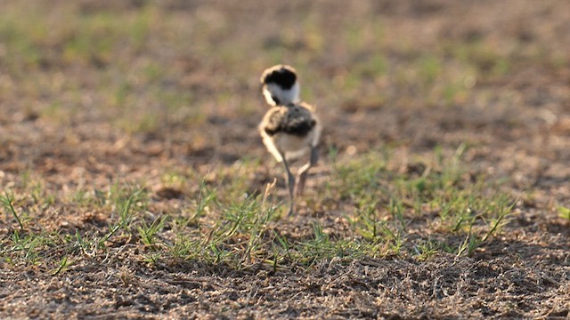 Red-wattled Lapwing - ML625233782