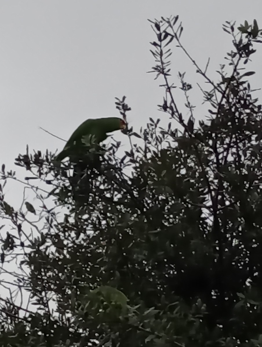 Red-crowned x Red-lored Amazon (hybrid) - ML625233792