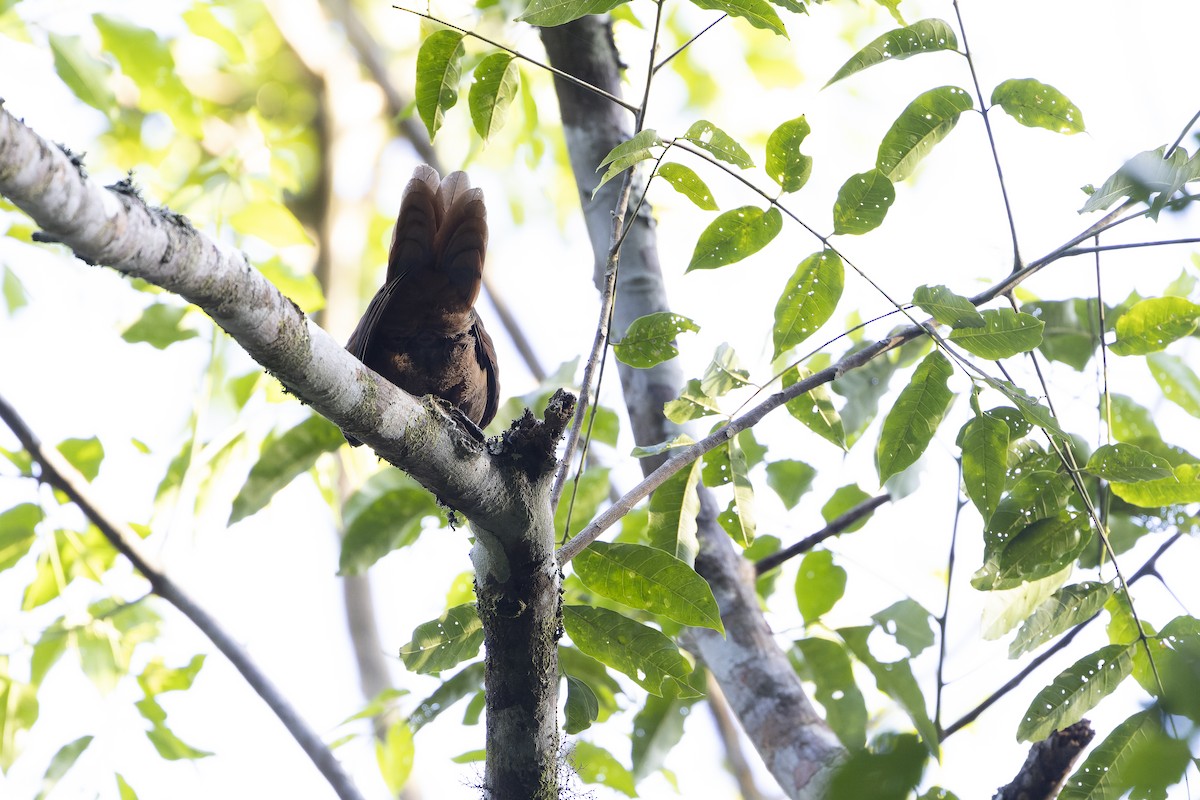 Brown Cuckoo-Dove - ML625233798